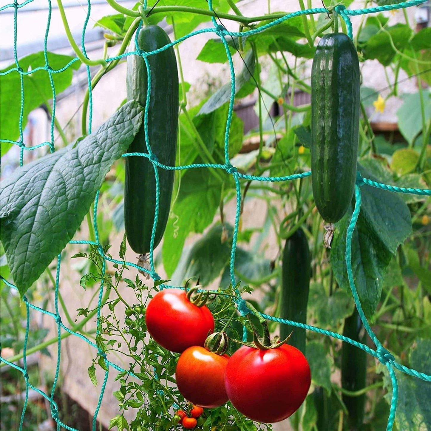 Zivisk Pack of 2 Pea Netting, Climbing Plant Supports Garden Trellis Netting, Heavy Duty Mesh for Bean, Sweet Peas, Cucumber, Tomato, Vegetables, Fruit, Vine - 0.9 x 1.8m